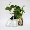 Sensilla Candles