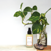 Sensilla Candles