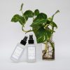 Sensilla Candles